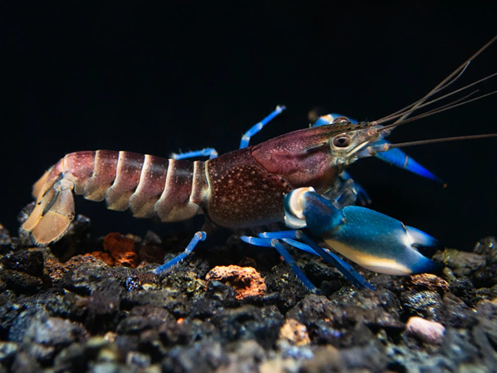 Thunderbolt Crayfish (Cherax Pulcher) - Image 2