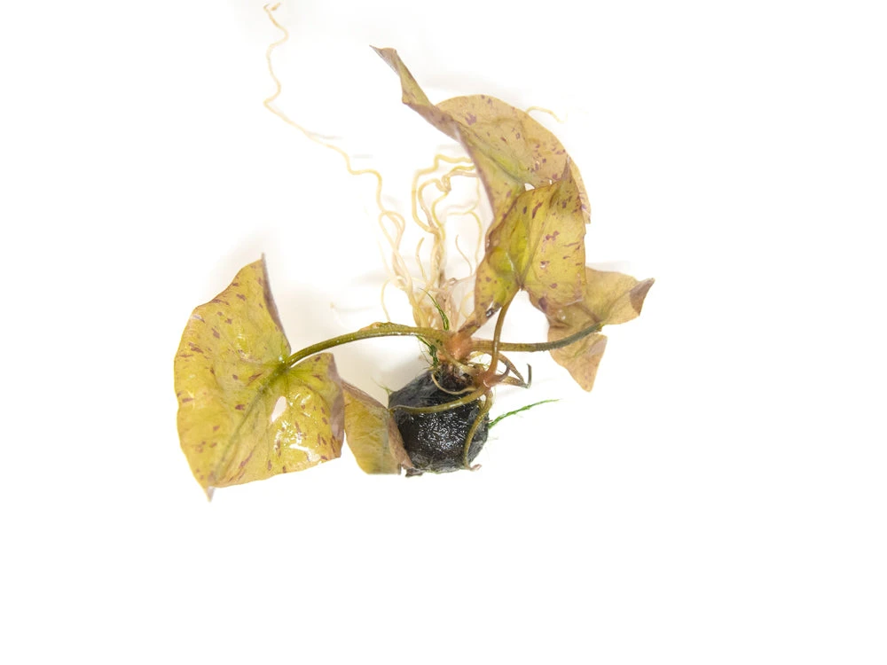 Red Tiger Lotus Aquarium Lily (Nymphaea Zenkeri), Bulb - Image 8