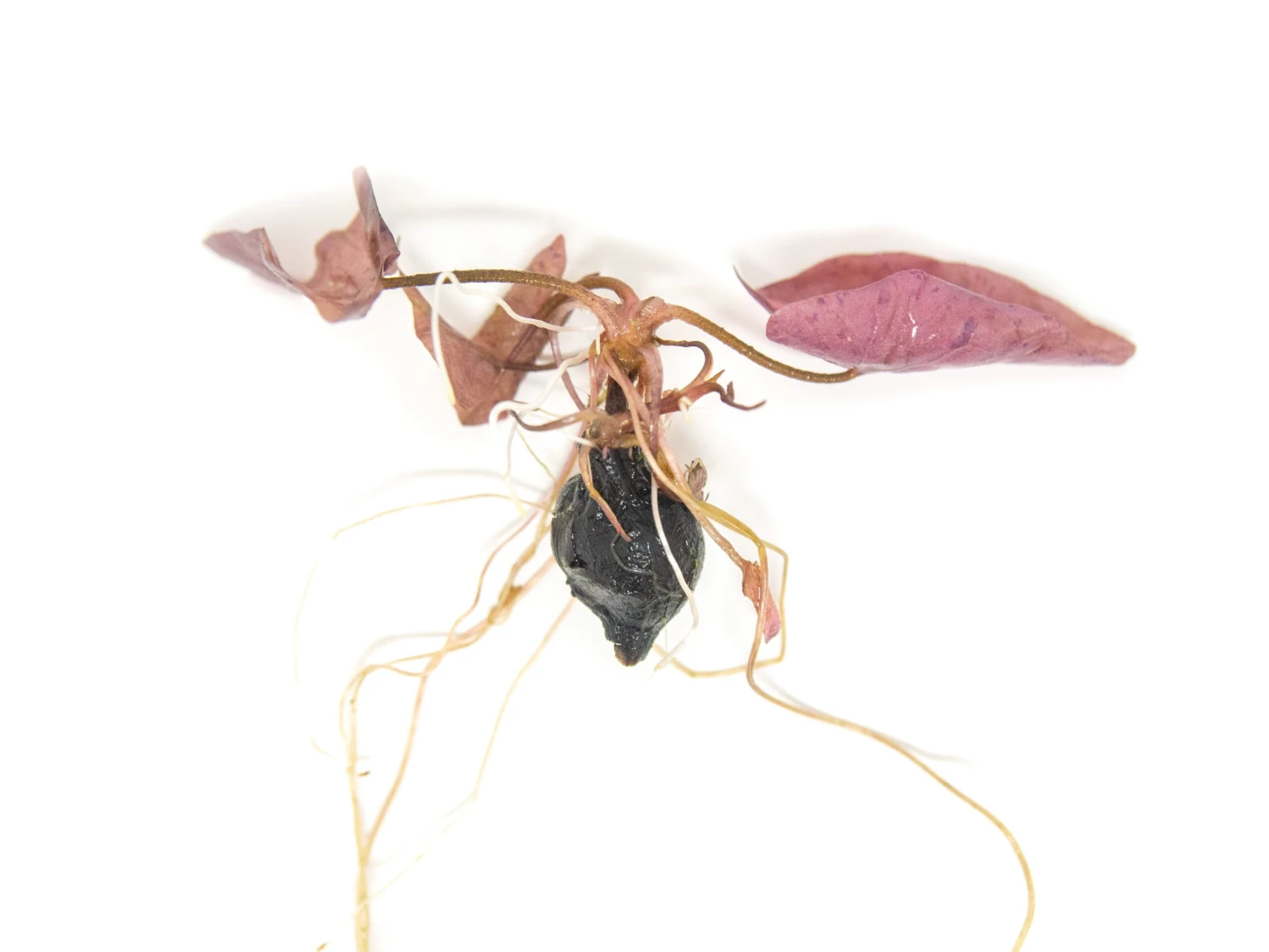 Red Tiger Lotus Aquarium Lily (Nymphaea Zenkeri), Bulb - Image 4