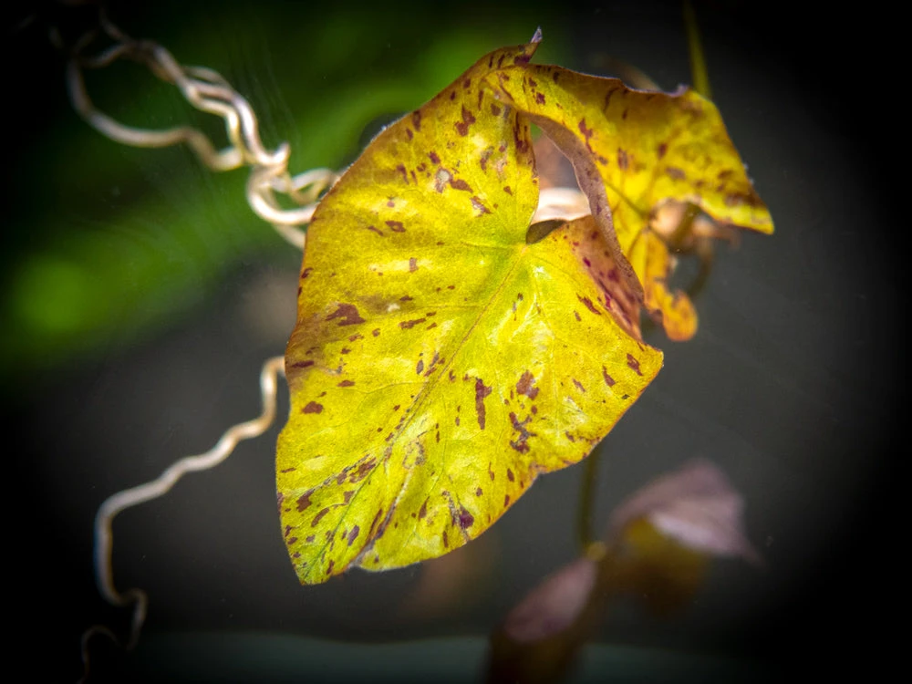 Red Tiger Lotus Aquarium Lily (Nymphaea Zenkeri), Bulb - Image 6