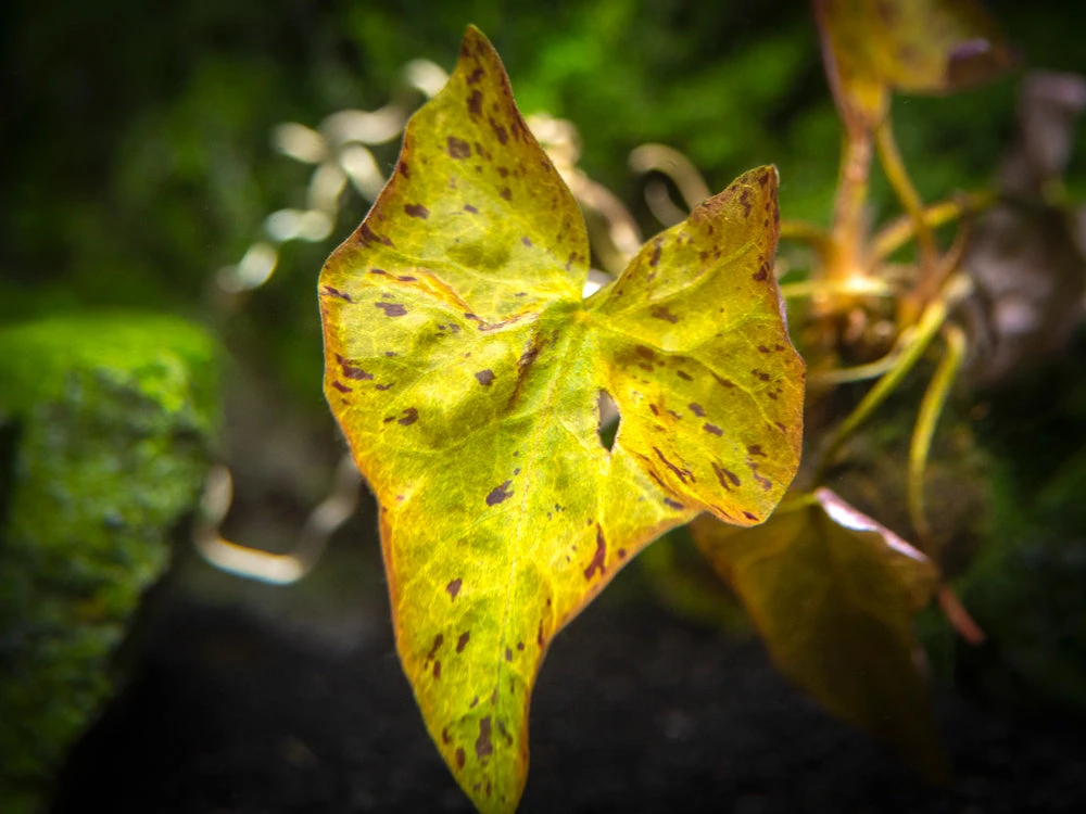 Red Tiger Lotus Aquarium Lily (Nymphaea Zenkeri), Bulb - Image 10