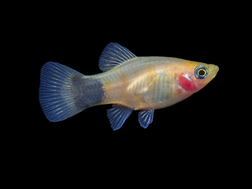 Bleeding Heart Tiger Platy (Xiphophorus Maculatus Hybrid) - Tank-Bred! - Image 19