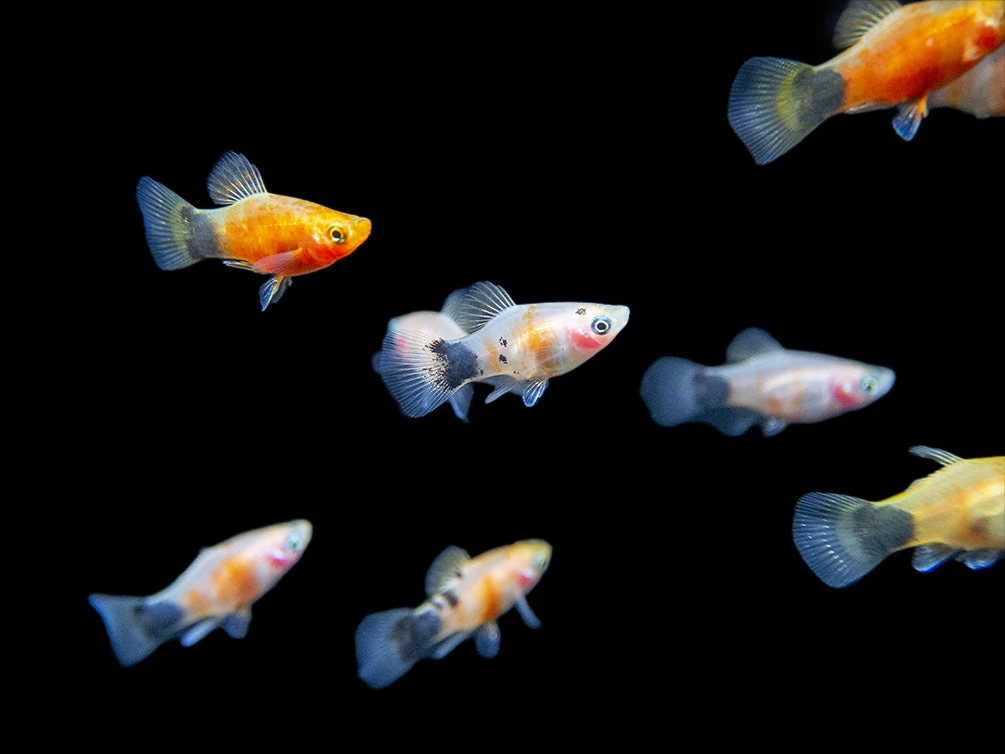 Bleeding Heart Tiger Platy (Xiphophorus Maculatus Hybrid) - Tank-Bred! - Image 2