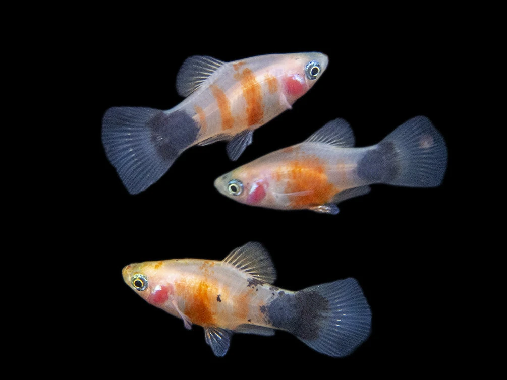Bleeding Heart Tiger Platy (Xiphophorus Maculatus Hybrid) - Tank-Bred! - Image 17