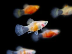 Bleeding Heart Tiger Platy (Xiphophorus Maculatus Hybrid) - Tank-Bred!