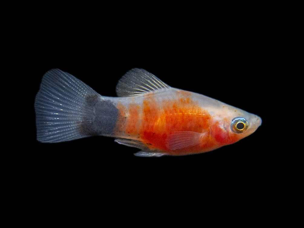 Bleeding Heart Tiger Platy (Xiphophorus Maculatus Hybrid) - Tank-Bred! - Image 20
