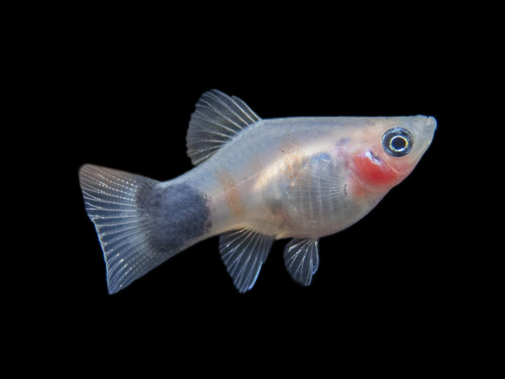 Bleeding Heart Tiger Platy (Xiphophorus Maculatus Hybrid) - Tank-Bred! - Image 6