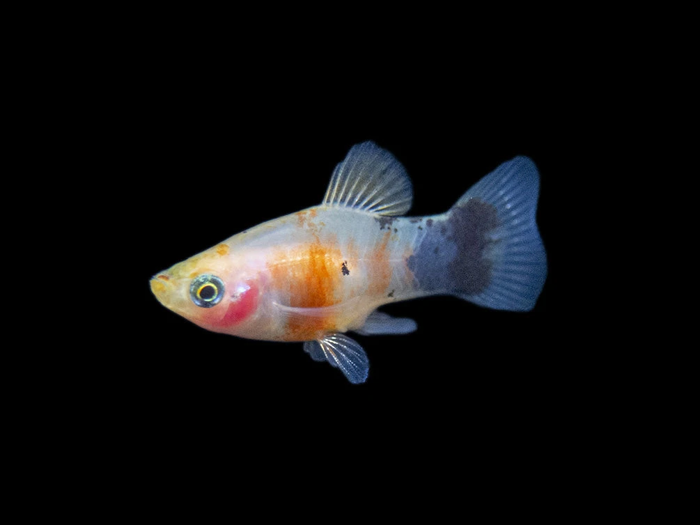 Bleeding Heart Tiger Platy (Xiphophorus Maculatus Hybrid) - Tank-Bred! - Image 10