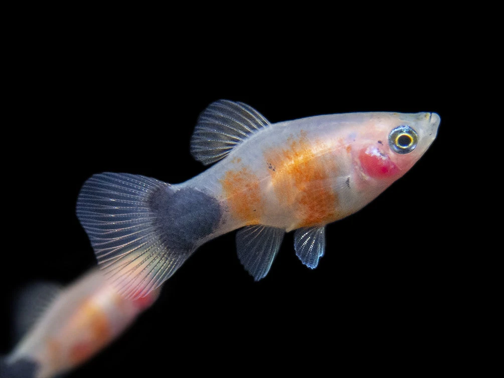 Bleeding Heart Tiger Platy (Xiphophorus Maculatus Hybrid) - Tank-Bred! - Image 15