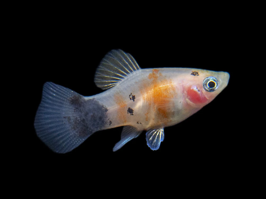 Bleeding Heart Tiger Platy (Xiphophorus Maculatus Hybrid) - Tank-Bred! - Image 13