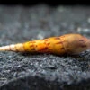 Tiger Spike Chopstick Snail (Stenomelania Acutospira) - LOCALLY BRED!