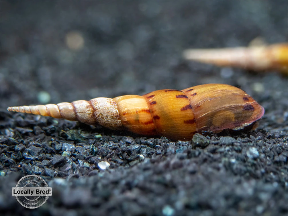 Tiger Spike Chopstick Snail (Stenomelania Acutospira) - LOCALLY BRED! - Image 2