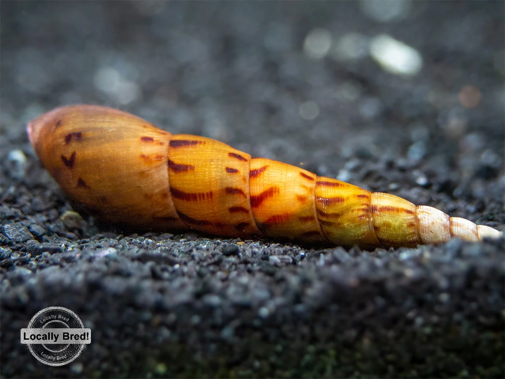 Tiger Spike Chopstick Snail (Stenomelania Acutospira) - LOCALLY BRED! - Image 3
