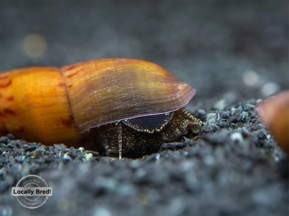 Tiger Spike Chopstick Snail (Stenomelania Acutospira) - LOCALLY BRED! - Image 4
