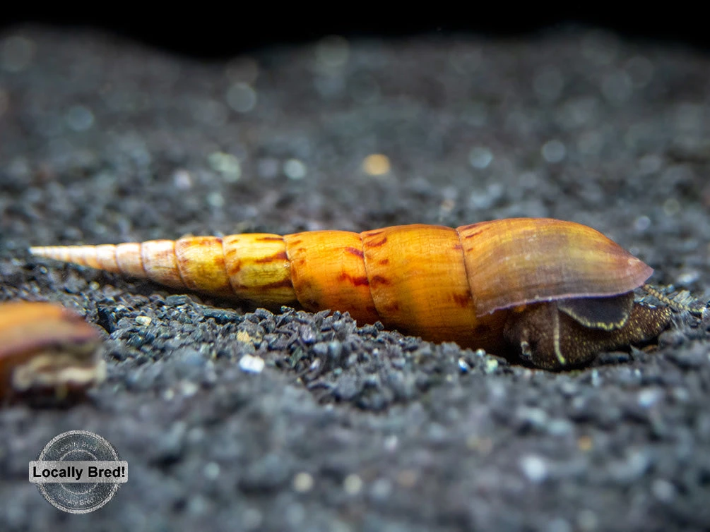 Tiger Spike Chopstick Snail (Stenomelania Acutospira) - LOCALLY BRED! - Image 5