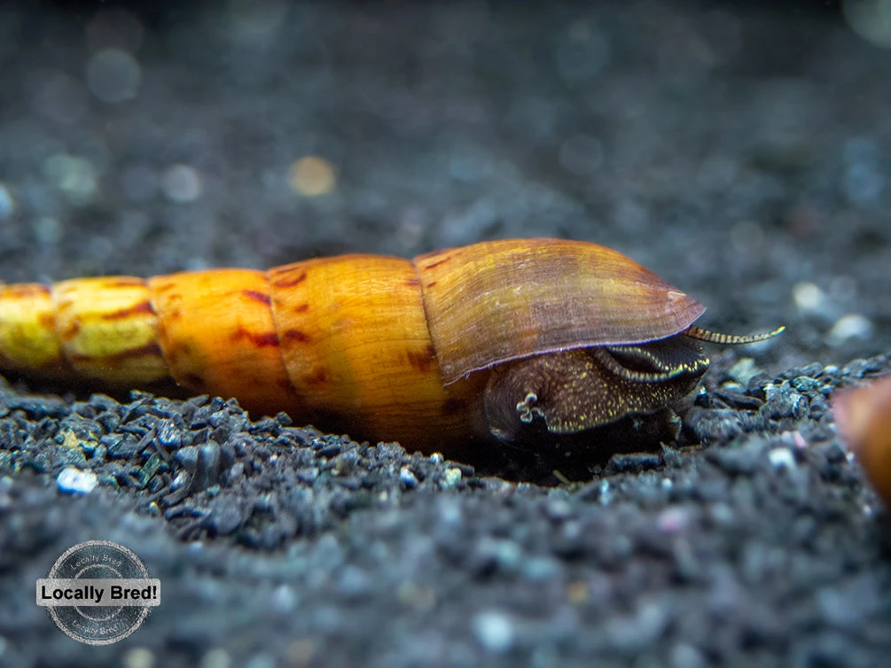 Tiger Spike Chopstick Snail (Stenomelania Acutospira) - LOCALLY BRED! - Image 6