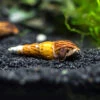 Tiger Spike Chopstick Snail (Stenomelania Acutospira)