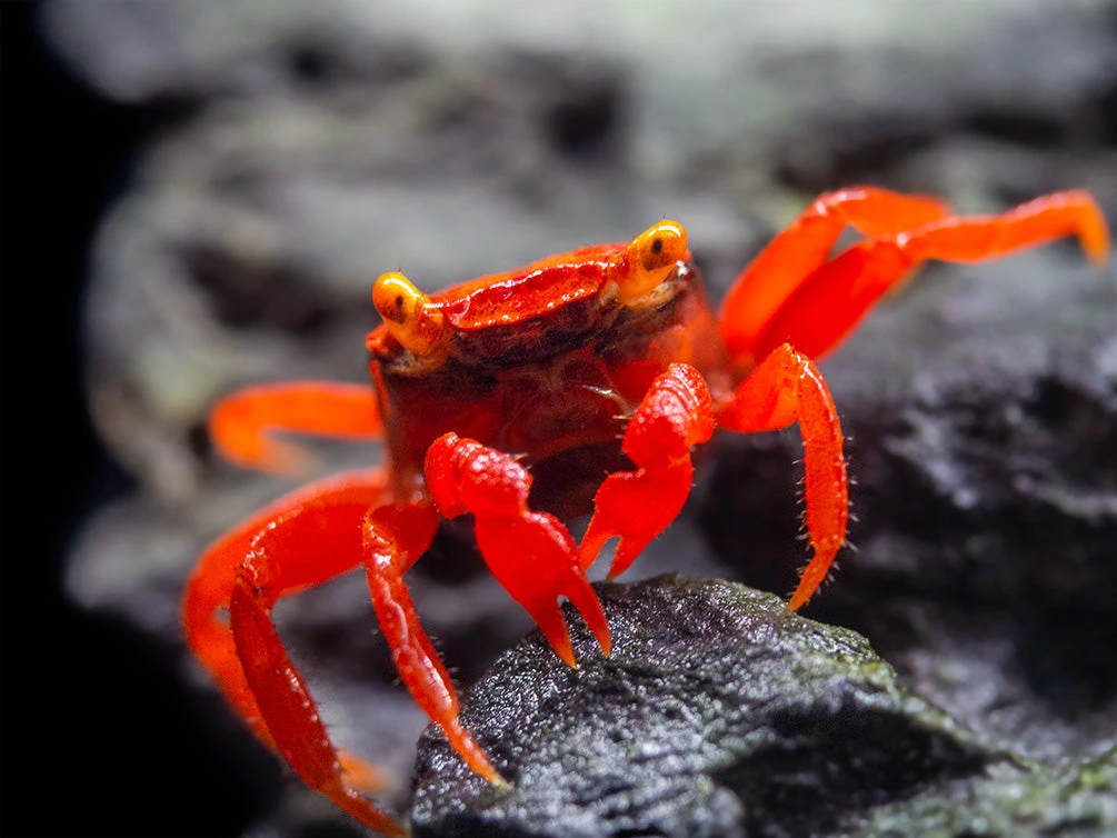 Tomato Vampire Crab (Geosesarma Sp.) - Image 11