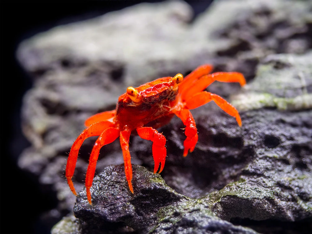 Tomato Vampire Crab (Geosesarma Sp.) - Image 12