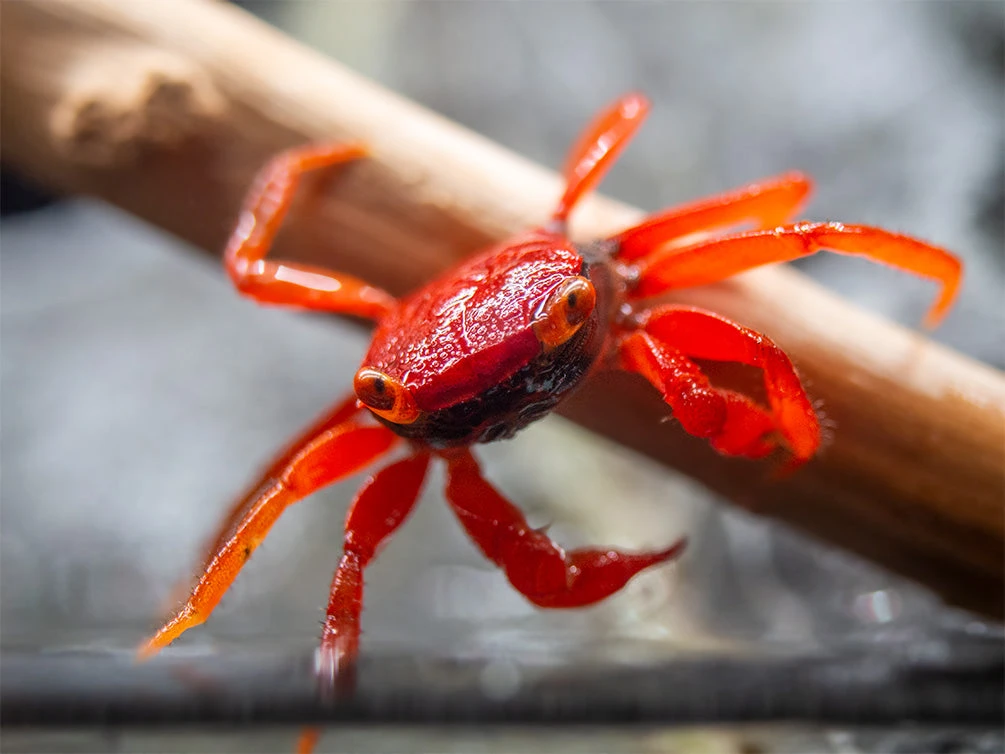 Tomato Vampire Crab (Geosesarma Sp.) - Image 5