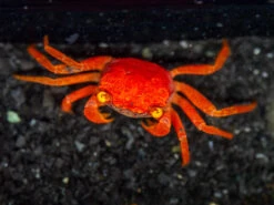 Tomato Vampire Crab (Geosesarma Sp.)