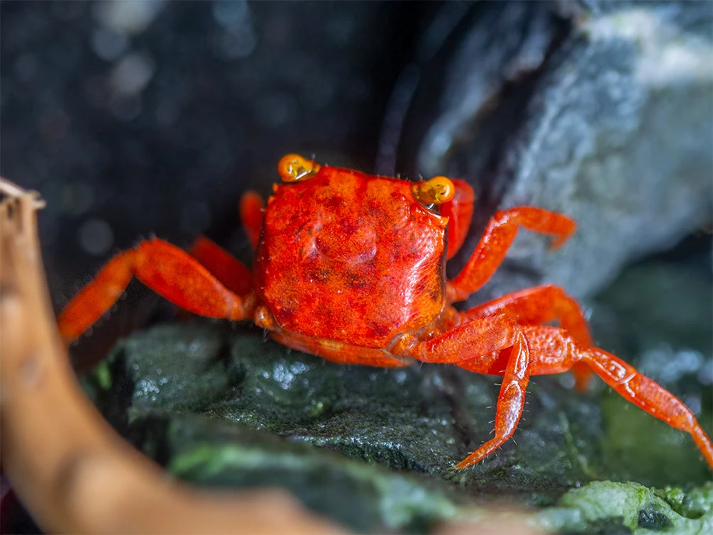 Tomato Vampire Crab (Geosesarma Sp.) - Image 14