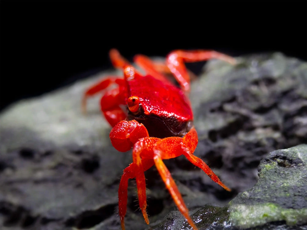 Tomato Vampire Crab (Geosesarma Sp.) - Image 4