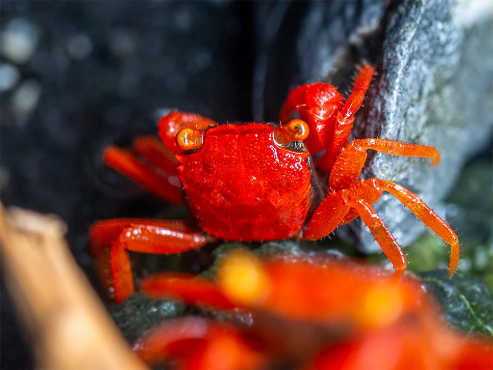 Tomato Vampire Crab (Geosesarma Sp.) - Image 7