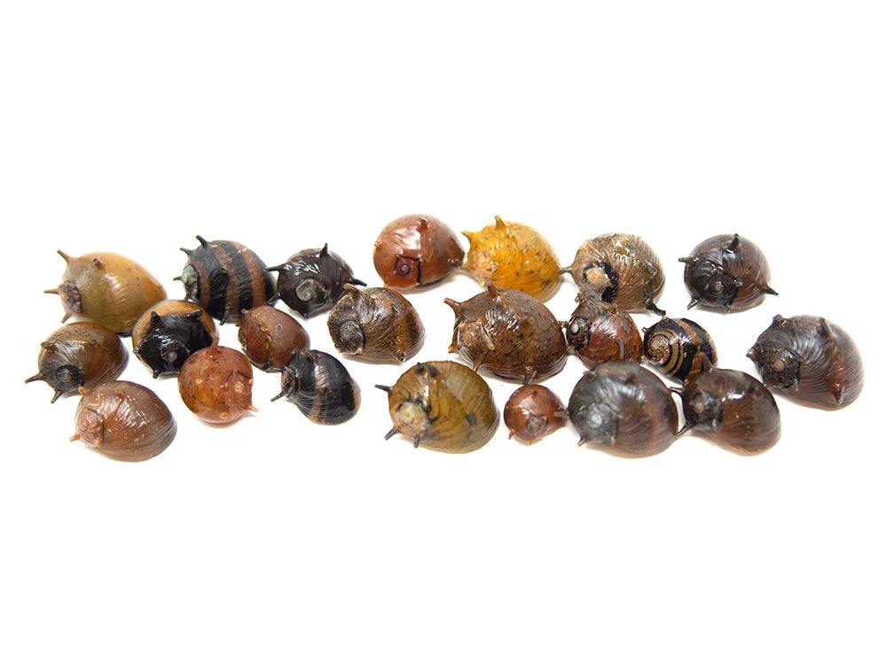 Three-Color Thorn/Horn Nerite Snail (Clithon Corona/diadema) - Image 2