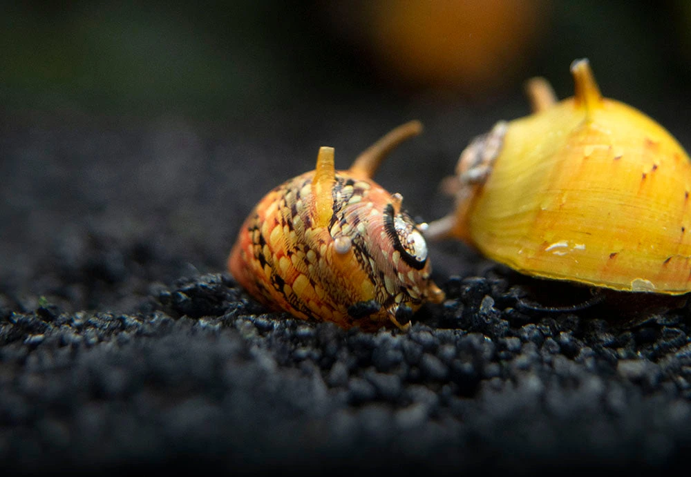 Three-Color Thorn/Horn Nerite Snail (Clithon Corona/diadema) - Image 13