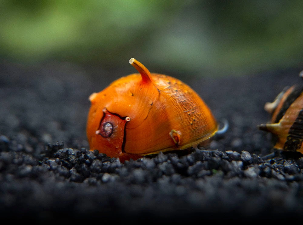 Three-Color Thorn/Horn Nerite Snail (Clithon Corona/diadema) - Image 14