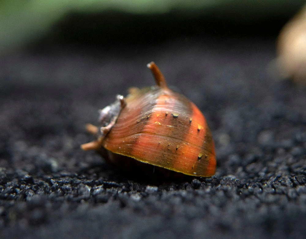 Three-Color Thorn/Horn Nerite Snail (Clithon Corona/diadema) - Image 15