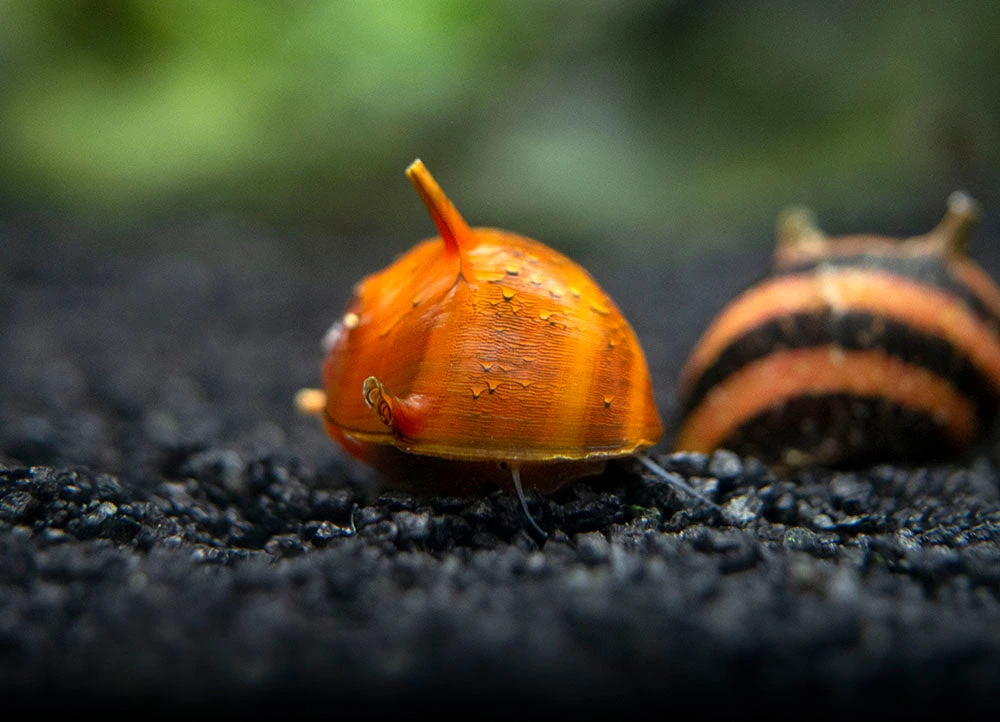 Three-Color Thorn/Horn Nerite Snail (Clithon Corona/diadema) - Image 17