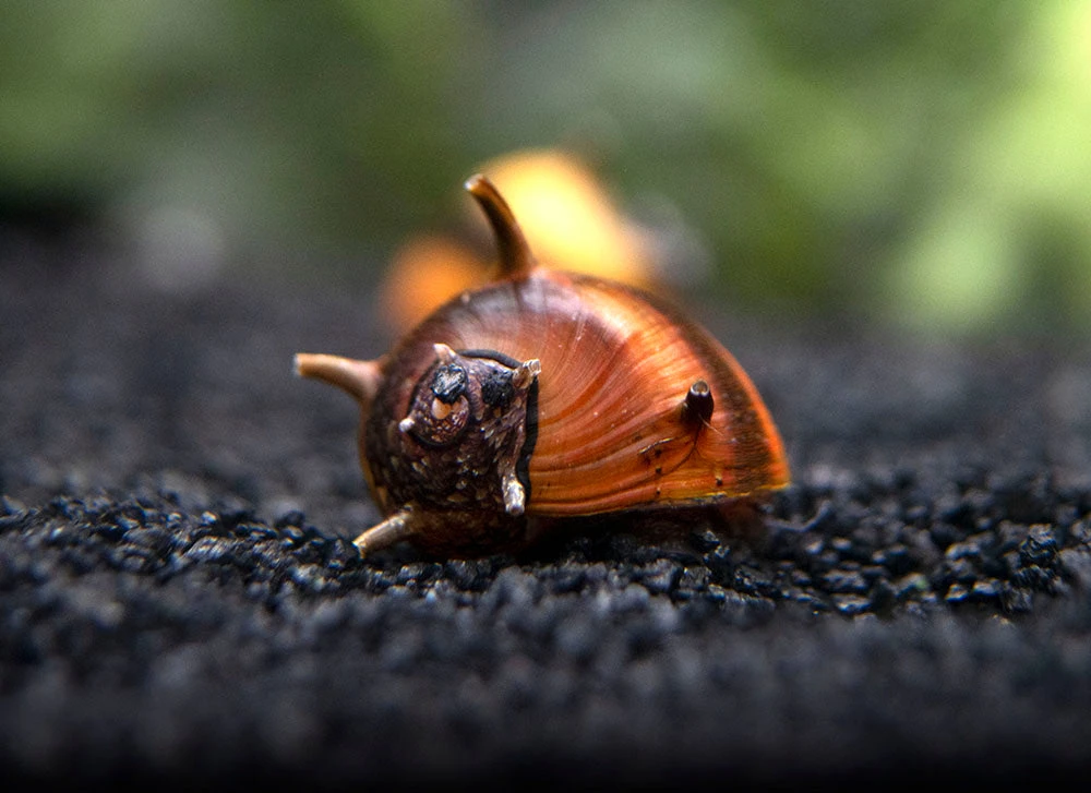 Three-Color Thorn/Horn Nerite Snail (Clithon Corona/diadema) - Image 18