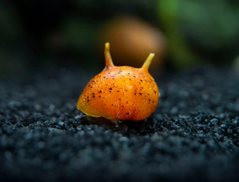Three-Color Thorn/Horn Nerite Snail (Clithon Corona/diadema) - Image 8