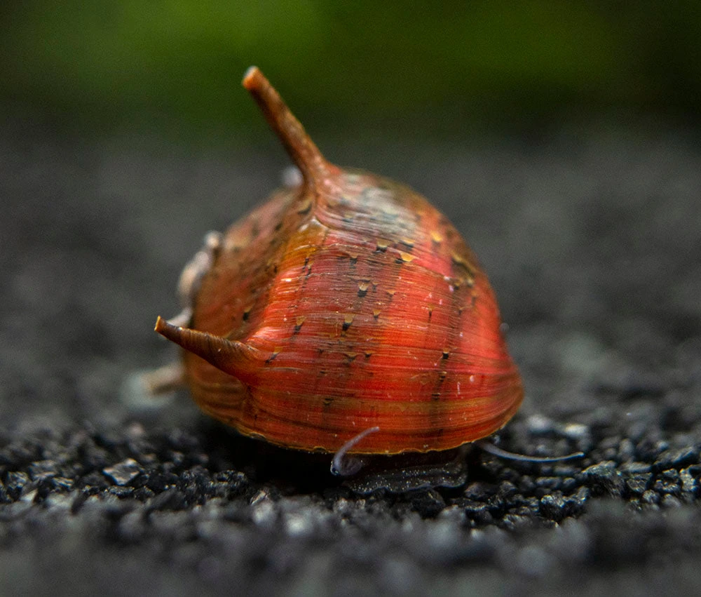 Three-Color Thorn/Horn Nerite Snail (Clithon Corona/diadema) - Image 3