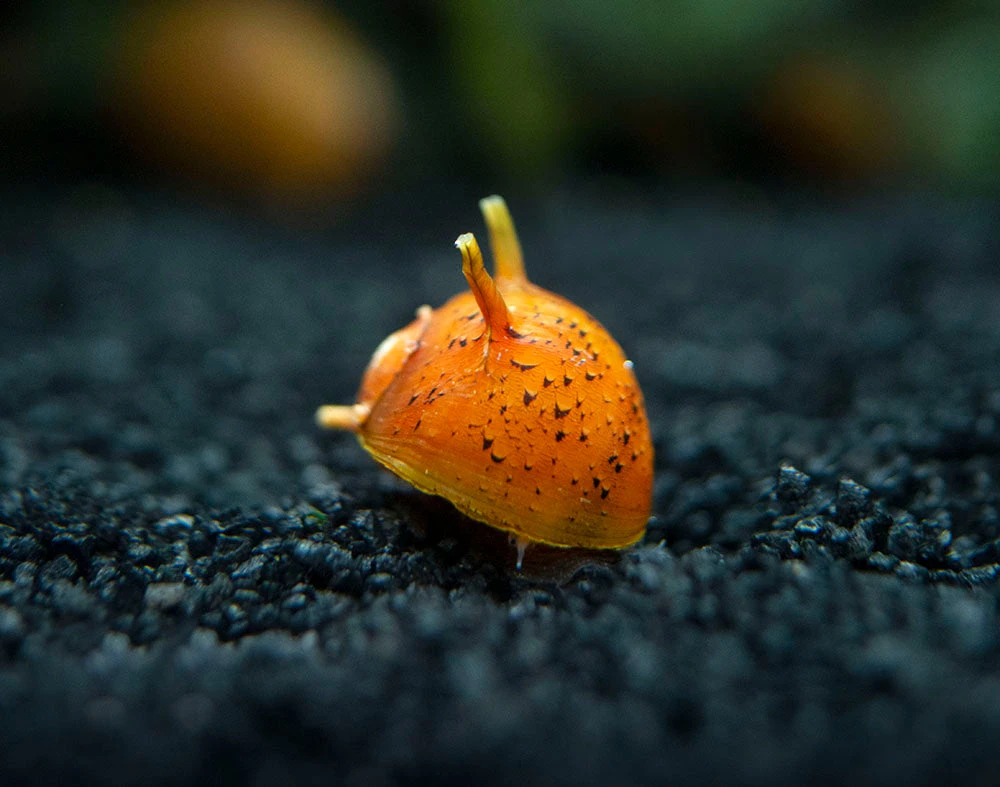 Three-Color Thorn/Horn Nerite Snail (Clithon Corona/diadema) - Image 10