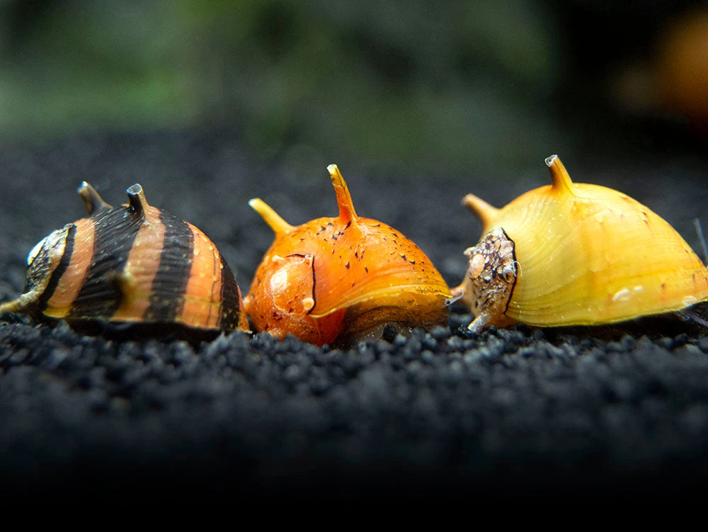 Three-Color Thorn/Horn Nerite Snail (Clithon Corona/diadema)