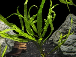 Trident Java Fern (Microsorum Pteropus Var. “Trident”), Bunch