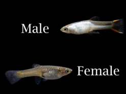 El Silverado Endler's Livebearer (Poecilia Wingei), K Class Males And Females, USA BRED!!!