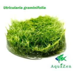 Grass Leaved Bladderwort (Utricularia Graminifolia) Tissue Culture