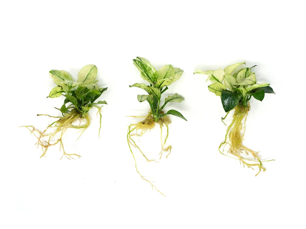 Variegated Anubias Nana (Anubias Barteri “Variegated Nana”), Bare Root - Image 11