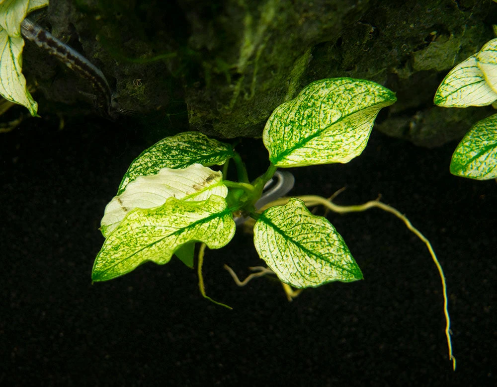 Variegated Anubias Nana (Anubias Barteri “Variegated Nana”), Bare Root - Image 7