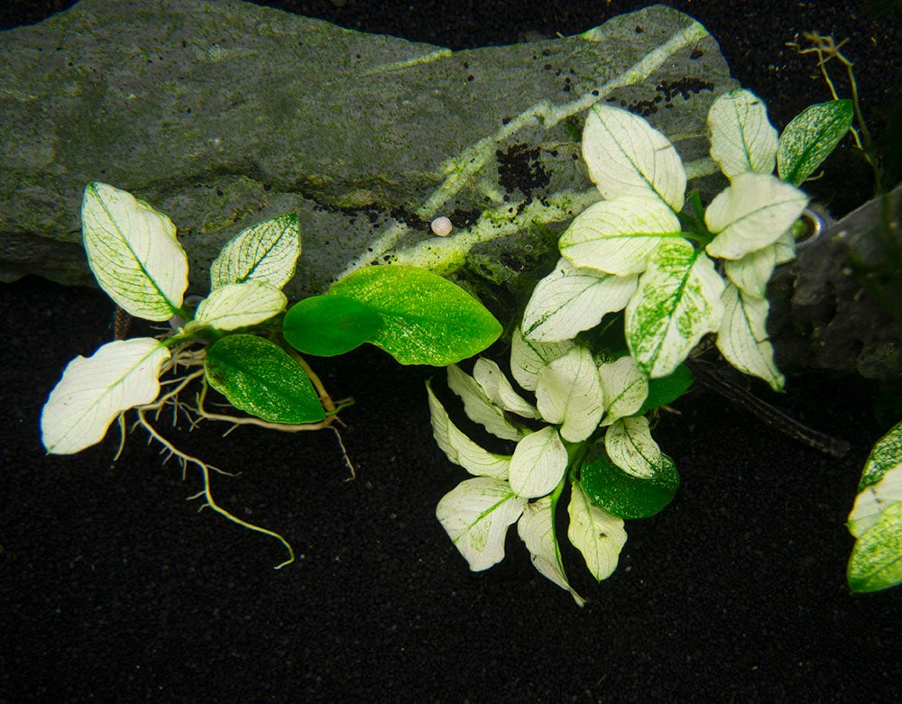 Variegated Anubias Nana (Anubias Barteri “Variegated Nana”), Bare Root - Image 8