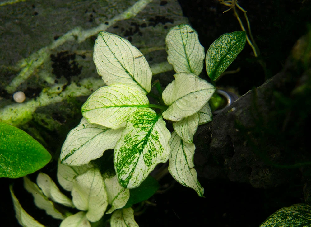 Variegated Anubias Nana (Anubias Barteri “Variegated Nana”), Bare Root - Image 10