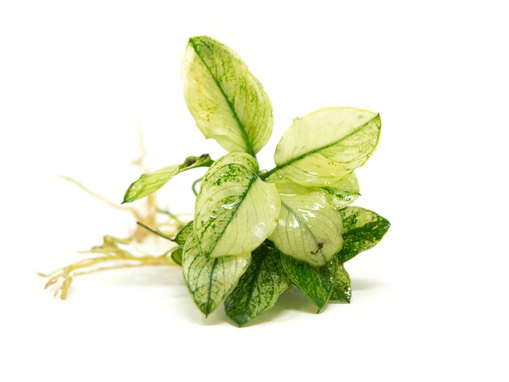 Variegated Anubias Nana (Anubias Barteri “Variegated Nana”), Bare Root - Image 2