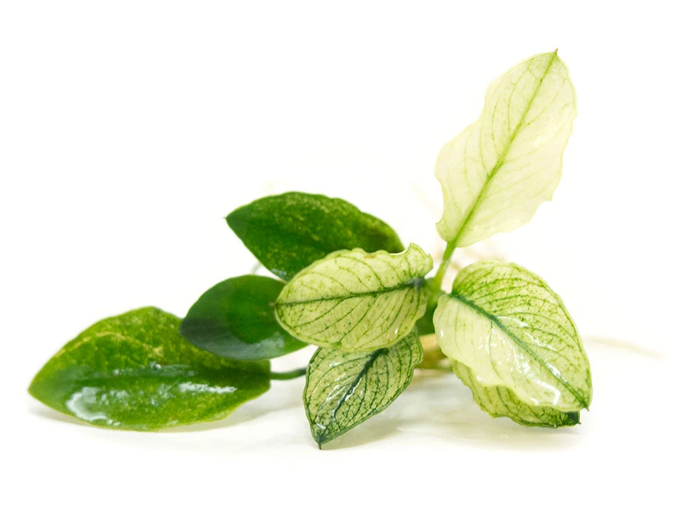 Variegated Anubias Nana (Anubias Barteri “Variegated Nana”), Bare Root - Image 12