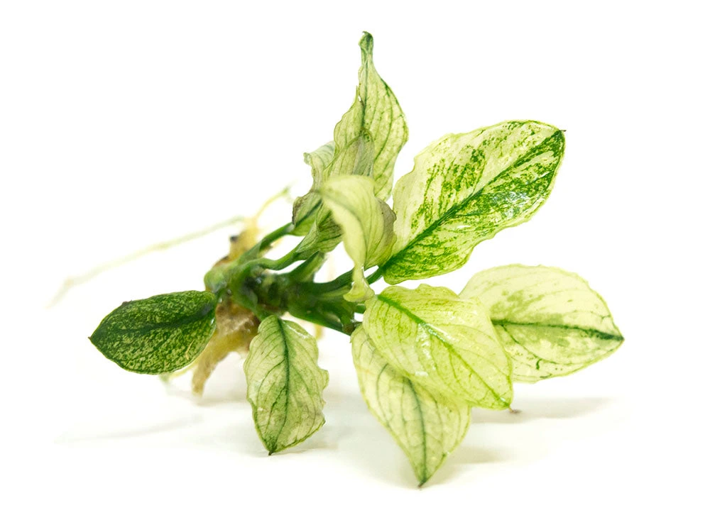 Variegated Anubias Nana (Anubias Barteri “Variegated Nana”), Bare Root - Image 4