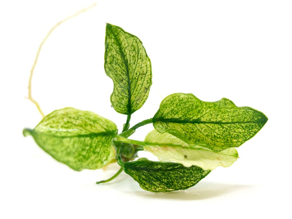 Variegated Anubias Nana (Anubias Barteri “Variegated Nana”), Bare Root - Image 9