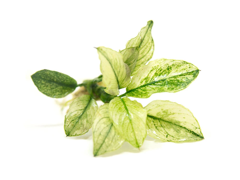 Variegated Anubias Nana (Anubias Barteri “Variegated Nana”), Bare Root - Image 6